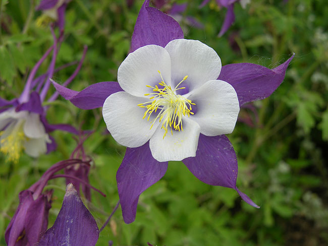 Aquilegia Flower Seeds White Violet for Planting – Heirloom Non-GMO High Germination Organic Seeds