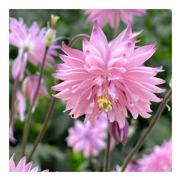 Semillas de Aquilegia Doble Rosa para Sembrar – Herencia No Modificadas Genéticamente Alta Germinación