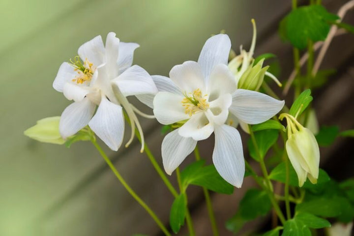 White Columbine Flower Seeds for Planting – Heirloom Non-GMO High Germination Seeds