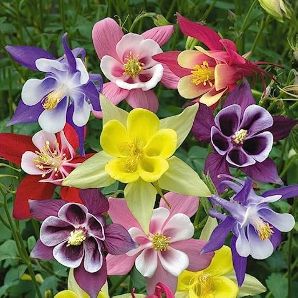 aquilegia stern flower seeds