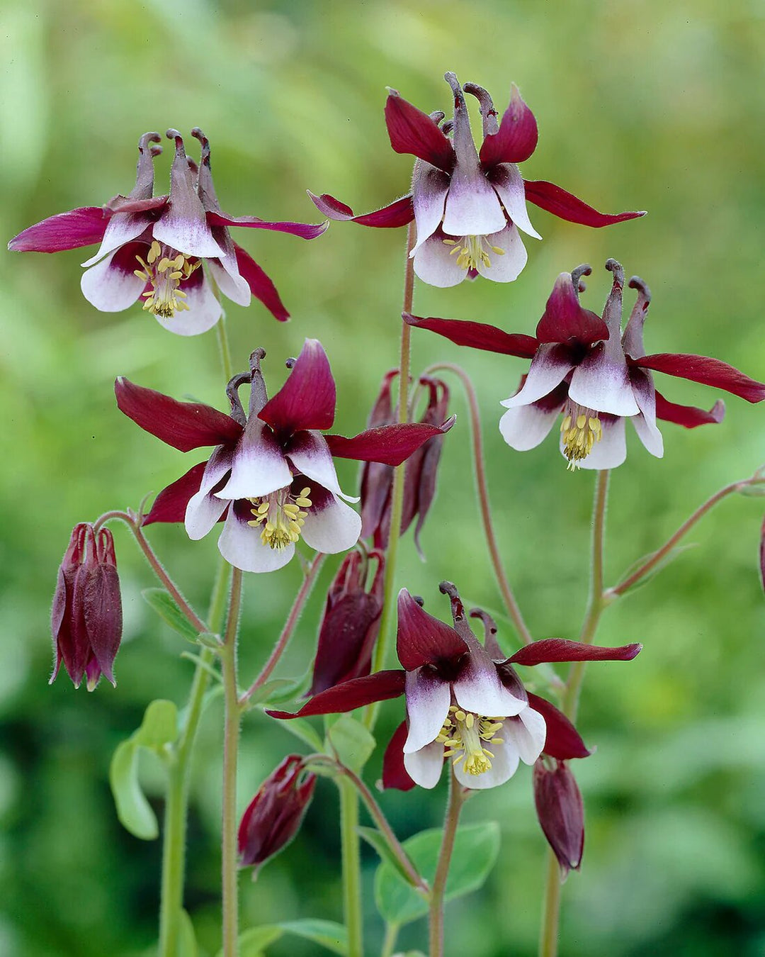 White Brown Aquilegia Flower Seeds for Planting Heirloom Non-GMO High Germination Organic Garden Seeds