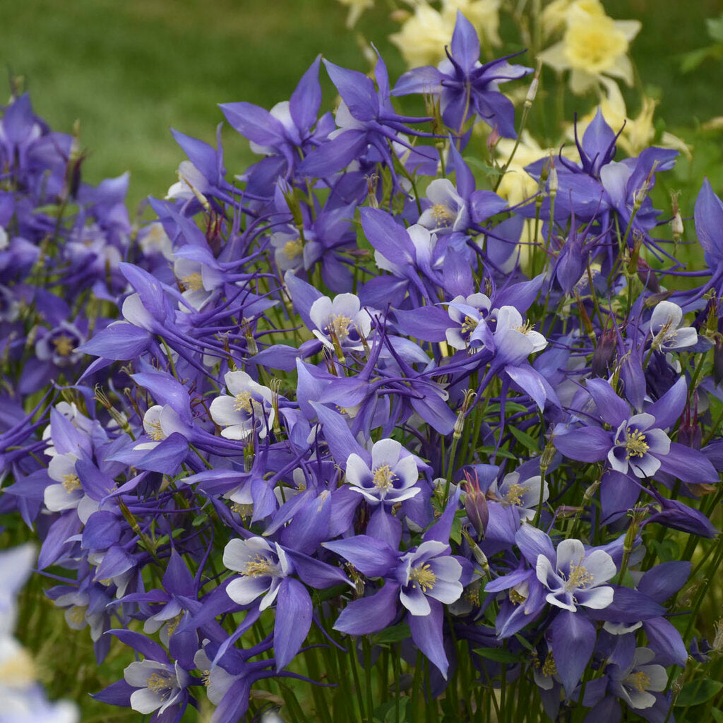 blue white flower seeds
