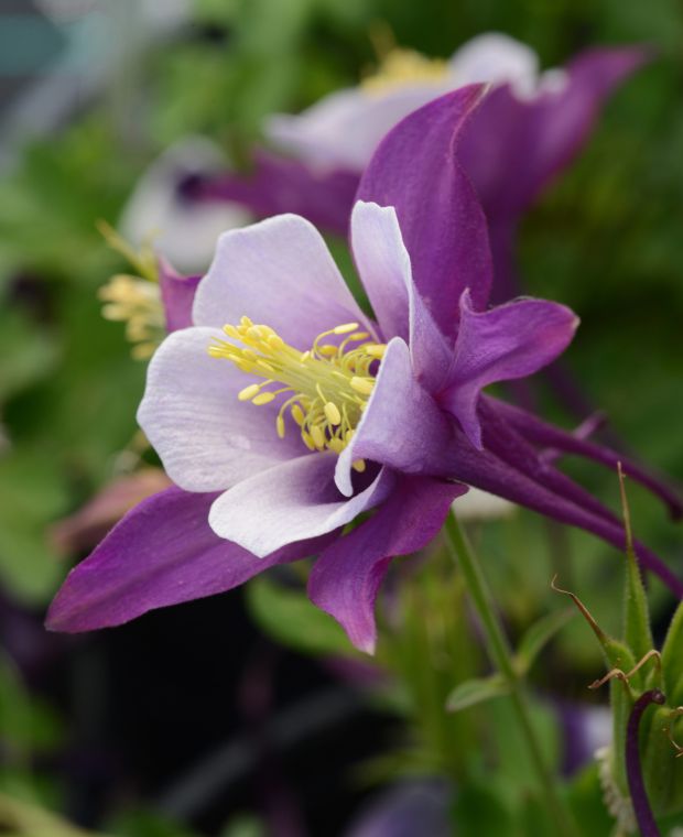 Purple Aquilegia Flower Seeds for Planting – Heirloom Non-GMO High Germination Organic Seeds