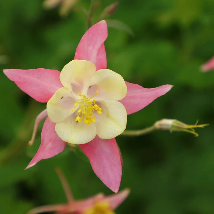 Semillas de flores gigantes de Aquilegia rosa y amarilla – Semillas reliquia no transgénicas de alta germinación