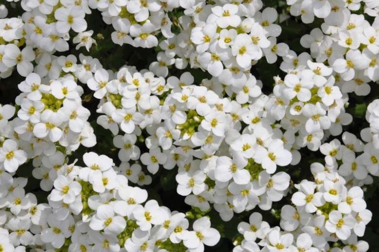 White Organic Cress Flower Seeds for Planting – Heirloom Non-GMO Organic Garden Seeds