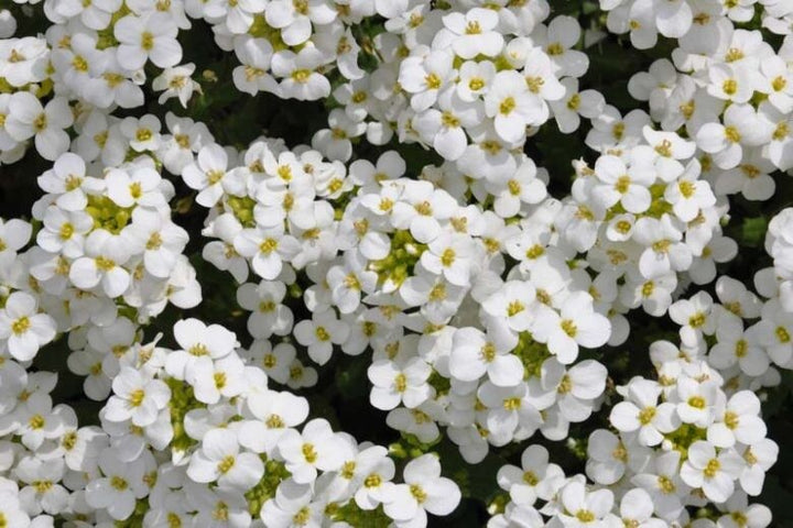 White Organic Cress Flower Seeds for Planting – Heirloom Non-GMO Organic Garden Seeds