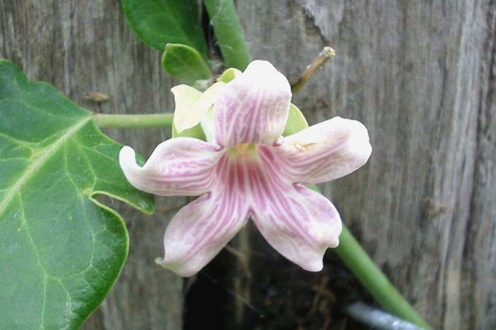 Araujia Flower Seeds – Heirloom, Non-GMO, High Germination Seeds