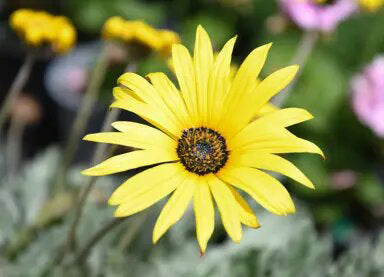 Arctotis Flower Seeds Yellow for Planting – Heirloom Non-GMO High Germination Organic Seeds