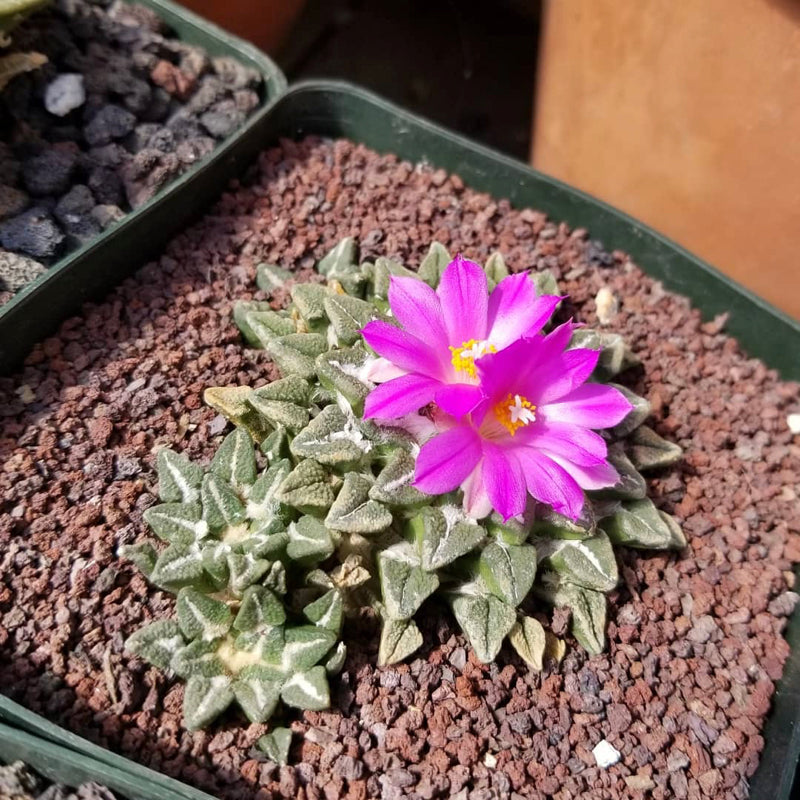 Ariocarpus Kotschoubeyanus Flower Seeds – Heirloom, Non-GMO, High Germination Seeds