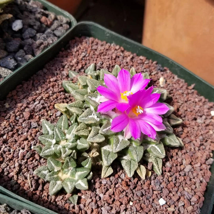 Ariocarpus Kotschoubeyanus Flower Seeds – Heirloom, Non-GMO, High Germination Seeds