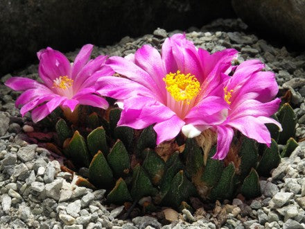 Ariocarpus Flower Seeds for Planting – Heirloom Non-GMO High Germination Organic Seeds
