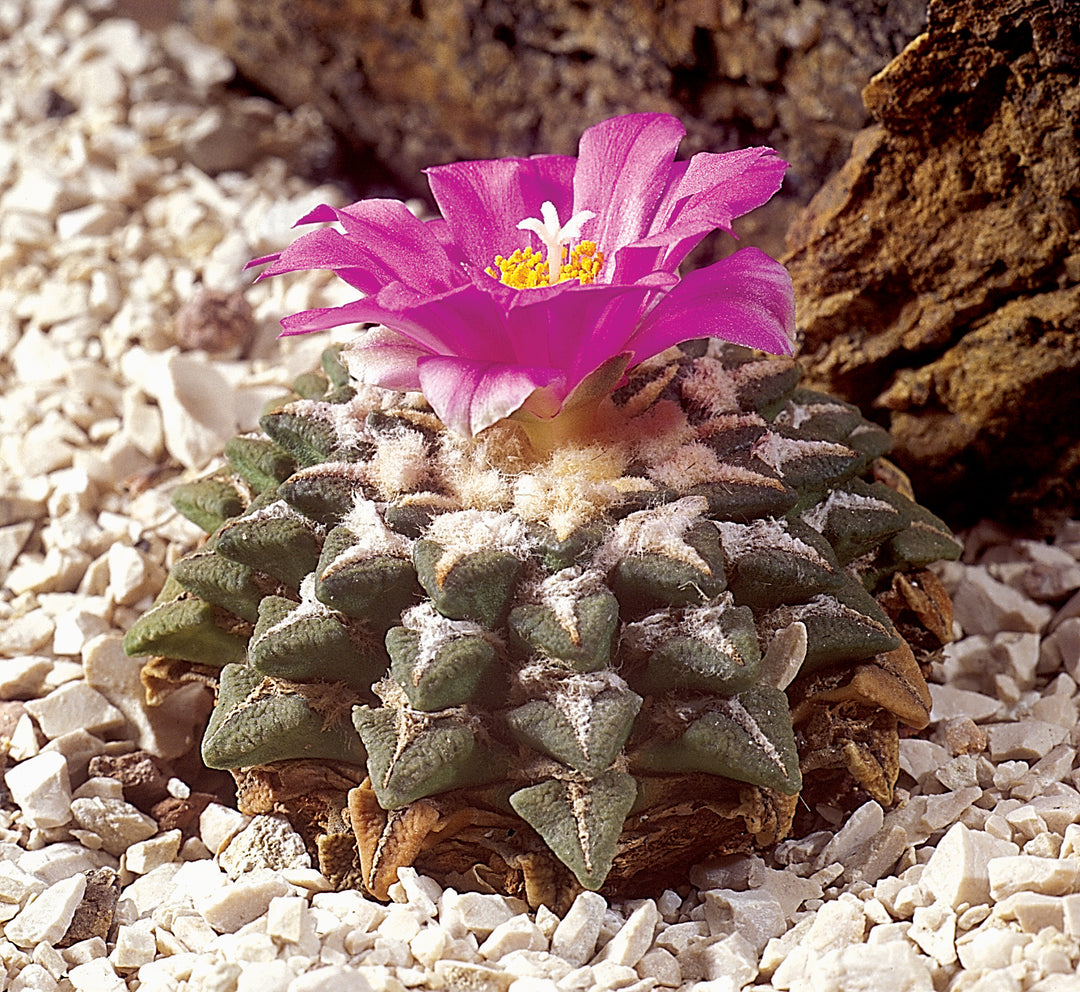 Ariocarpus Kotschoubeyanus Flower Seeds – Heirloom, Non-GMO, High Germination Seeds