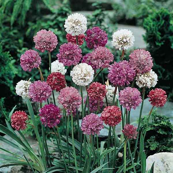 Mixed Pseudarmeria Flower Seeds – Heirloom, Non-GMO, High Germination Seeds