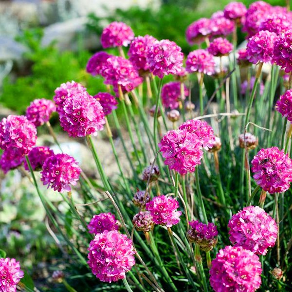 Giant Armeria Flower Seeds Pink Heirloom Non-GMO High Germination Organic Garden Seeds