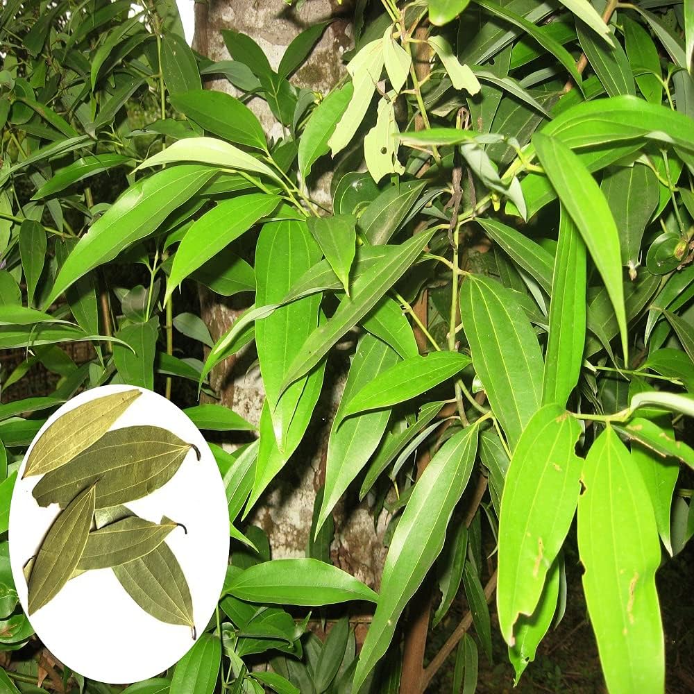 Indian Bay herb seeds