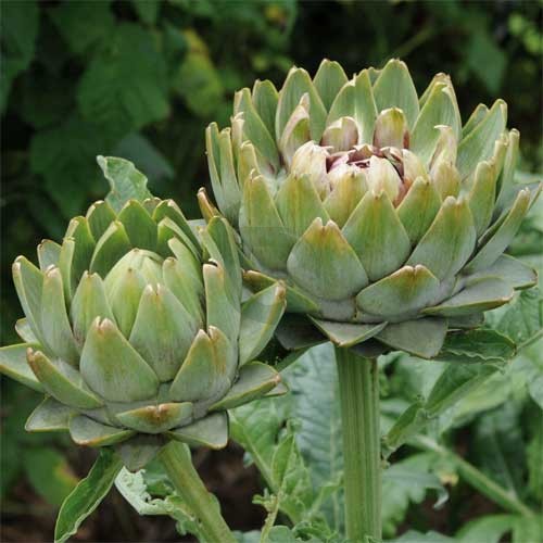 Globe Artichoke Green Globe Seeds for Planting – Heirloom Organic High Yield Seeds