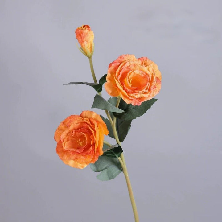 Orangene Eustoma Blumensamen – Alte, gentechnikfreie Bio-Gartensamen