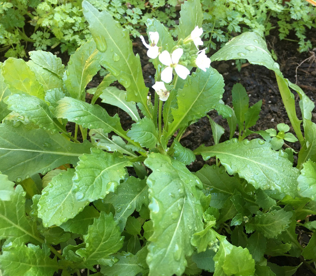 White Wasabi herb seeds