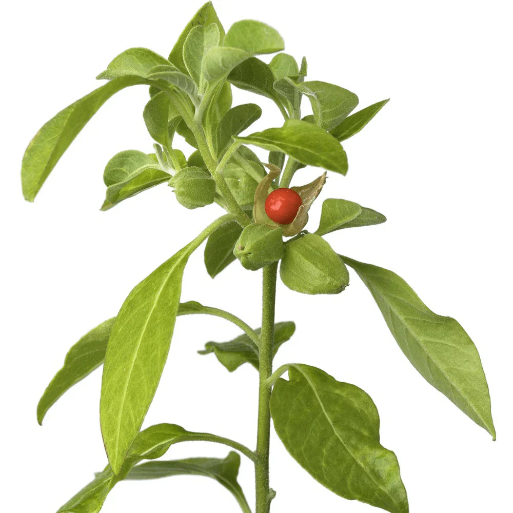 Ashwagandha Withania herb seeds