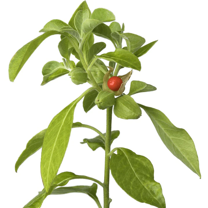 Ashwagandha Withania herb seeds