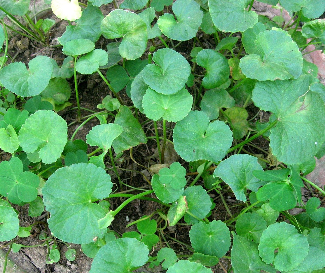 Gotu Kola herb seeds