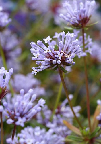 Asperula Flower Seeds for Planting – Heirloom Non-GMO High Germination Organic Garden Seeds