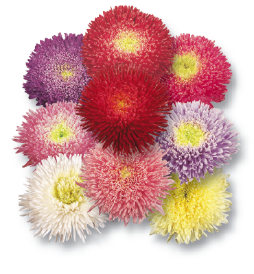 aster benary flower seeds