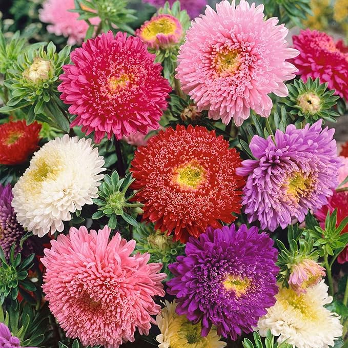aster callistephus flower seeds