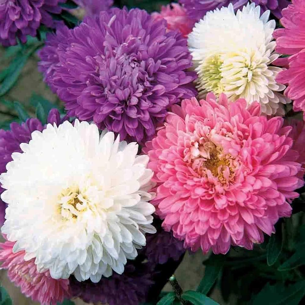 Aster Crego herb seeds