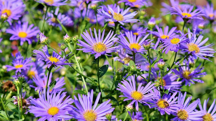 Aster Flower Perennial Seeds – Heirloom, Non-GMO, High Germination Seeds