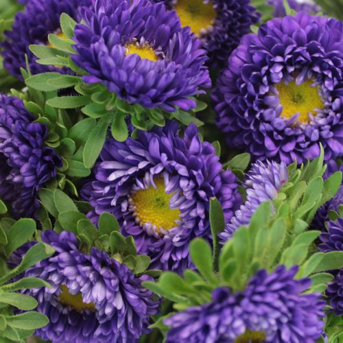 purple aster flower seeds