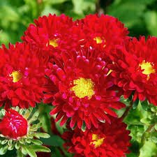 red red flower seeds