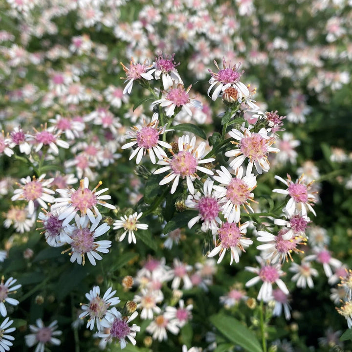 Lateriflorus Flower Seeds – Heirloom, Non-GMO, High Germination Seeds