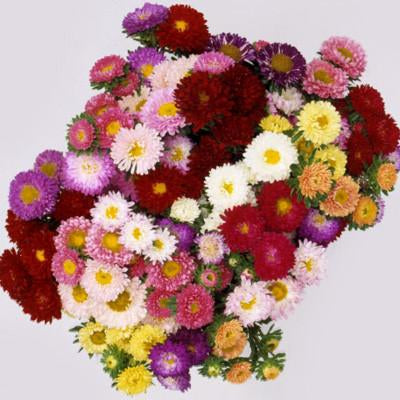 aster matsumoto flower seeds