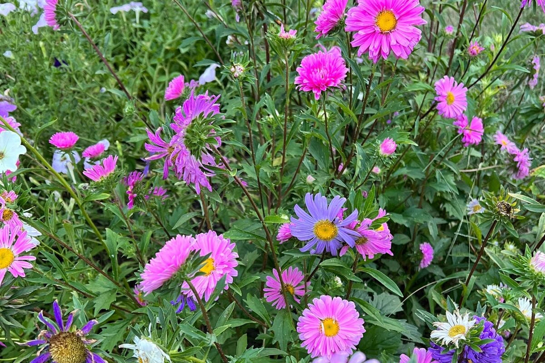 Aster Flower Seeds Perennial for Planting – Heirloom Non-GMO High Germination Organic Seeds