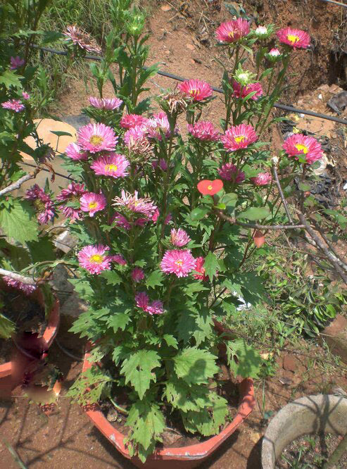 Aster Flower Seeds Perennial for Planting – Heirloom Non-GMO High Germination Organic Seeds