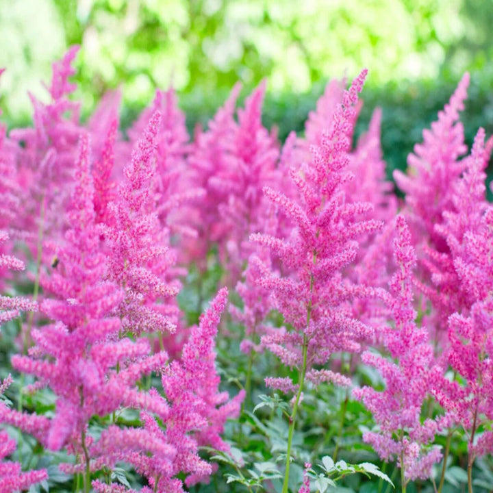 Astilbe Flowers Seeds Pink – Heirloom, Non-GMO, High Germination Organic Seeds