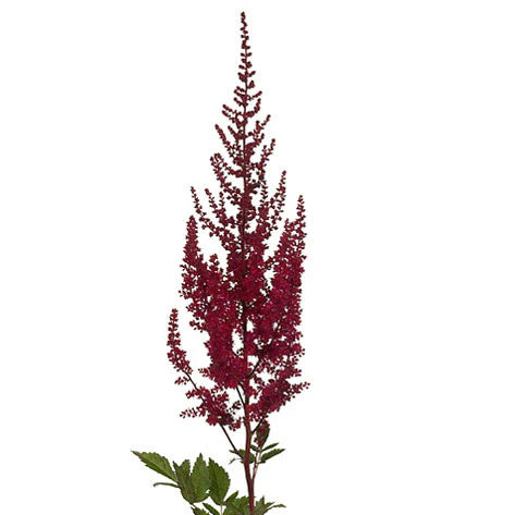 Astilbe Flower Seeds Maroon for Planting – Heirloom Non-GMO High Germination Organic Seeds