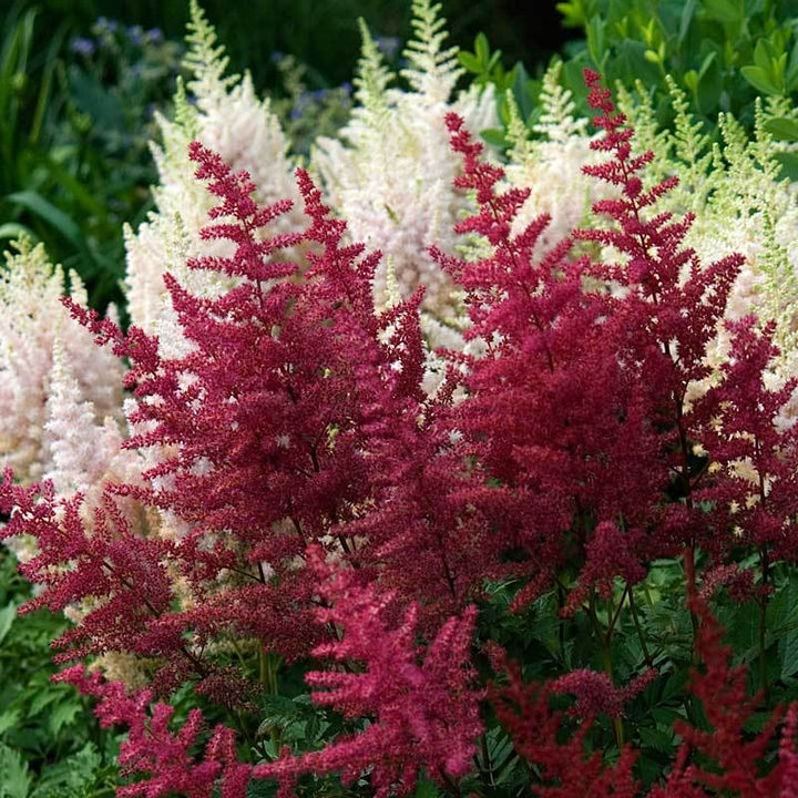 Astilbe Flower Seeds Maroon for Planting – Heirloom Non-GMO High Germination Organic Seeds