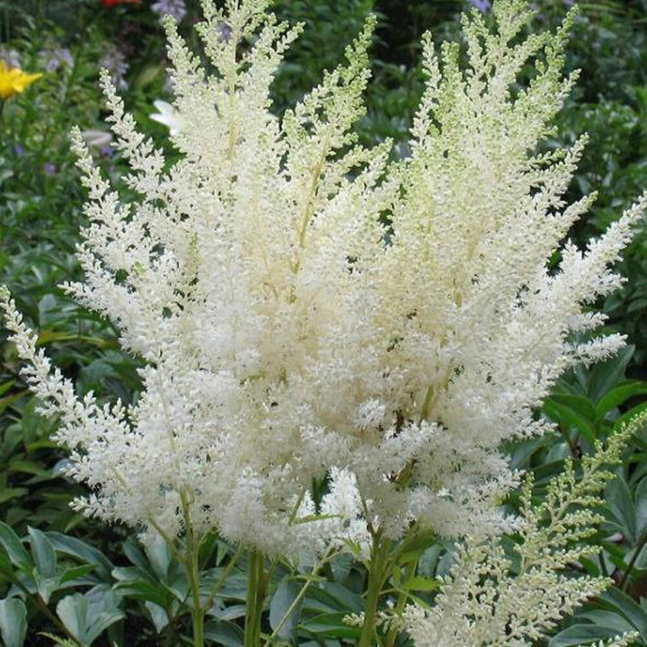 White Astilbe Flower Seeds for Planting – Heirloom Non-GMO High Germination Organic Seeds