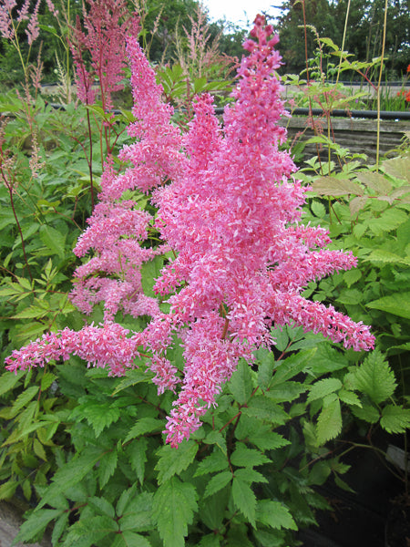 Astilbe Flowers Seeds Pink – Heirloom, Non-GMO, High Germination Organic Seeds