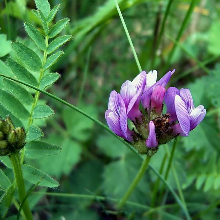 Astragalus Flower Seeds Purple for Planting – Heirloom Non-GMO High Germination Organic Seeds