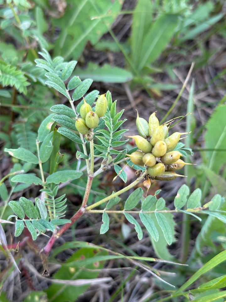Astragalus Seeds – Heirloom Non-GMO High Germination Organic Garden Herb Seeds