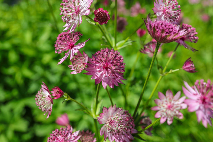 Masterwort Flower Seeds Pink – Heirloom, Non-GMO, High Germination Seeds