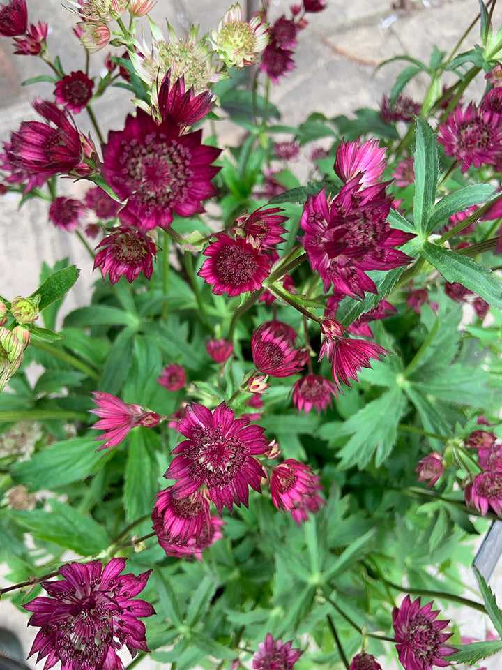Semillas de flor Astrantia granate para plantar - Semillas ecológicas, no transgénicas, de alta germinación y reliquia