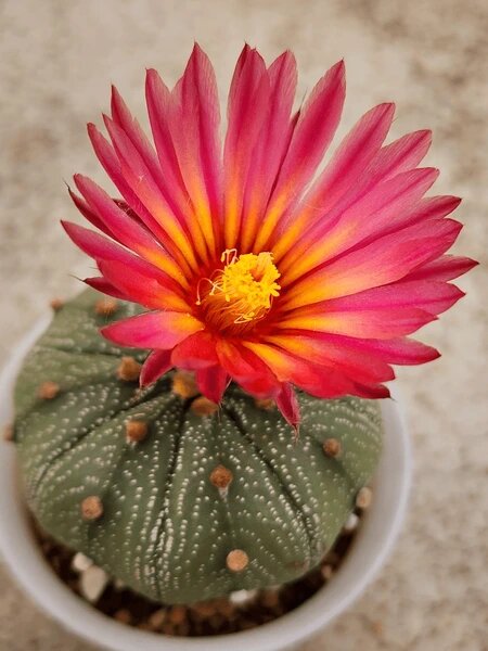 Red Astrophytum Flower Seeds for Planting – Heirloom Non-GMO High Germination Organic Seeds