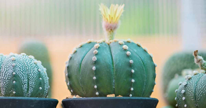 Astrophytum Flower Seeds for Planting – Heirloom Non-GMO High Germination Organic Garden Seeds