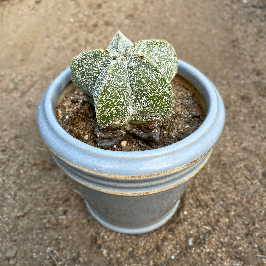 Astrophytum Myriostigma herb seeds