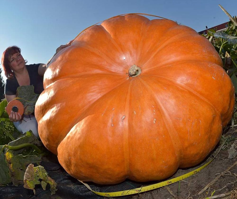 atlantic giant flower seeds