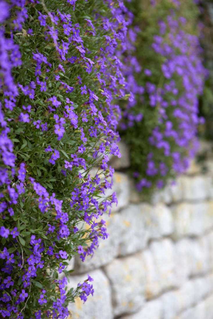Aubrieta Flower Perennial Seeds for Planting - Heirloom, Non-GMO, High Germination Organic Garden Seeds
